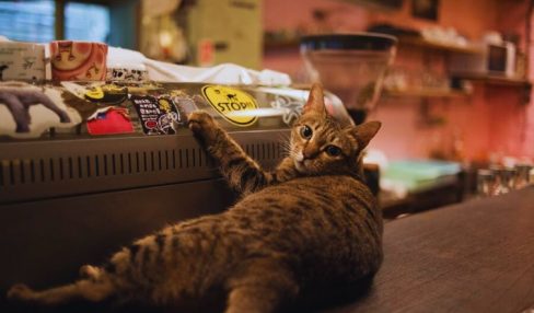 Cat Supplies in Your Retail Space