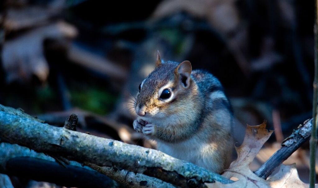 Overview of North Carolina Wildlife Crimes